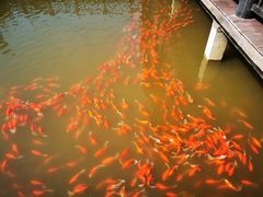 -枫香湖儿童公园