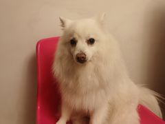 -喜多萌中农锦绣动物医院24H·猫科·牙科MRI·CT
