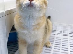 -lincat·猫舍(广州店)