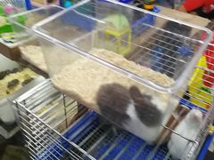 -万商花鸟市场