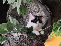 -猫猫幼稚园·撸猫·桌游·电玩