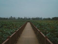 -泗洪洪泽湖湿地景区