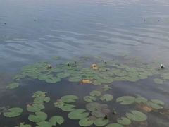 -哈素海