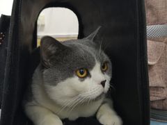 -喵百万·布偶·蓝金金渐层英短·猫舍(百子湾店)