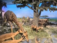 -国家自然博物馆