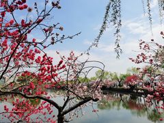 -无锡蠡湖国家湿地公园-蠡园