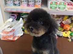-宠物家(角门东店)