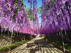 -北京十三陵国家森林公园蟒山景区