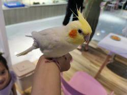 -Moni星球萌宠·小马宝莉·灵蛇·高端高阶全萌宠互动体验俱乐部(红豆国际广场店)