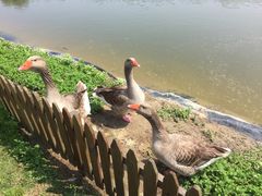 -太阳岛度假酒店