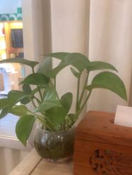 点击看大图 -丝域养发馆