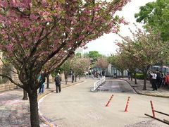 -嘉定紫藤园