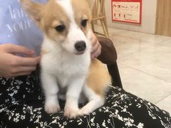 -柴犬小屋·柴餐厅·狗咖食堂(金鼎广场店)