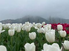 -径山花海