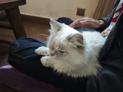 -楼上猫咖(罗湖店)