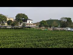 -龙坞茶村