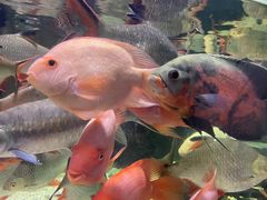 -太平洋海底世界