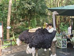 -三亚亚龙湾人间天堂鸟巢度假村