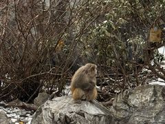 -稻城亚丁风景区-电瓶观光车售票处