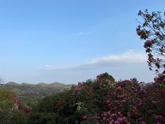 -贵州百里杜鹃风景名胜区