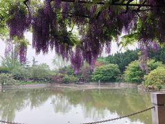 -嘉定紫藤园