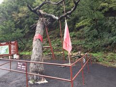 -藏山旅游风景区