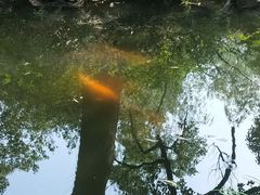 -西湖外事游船(花港观鱼码头)