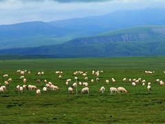 -祁连山草原