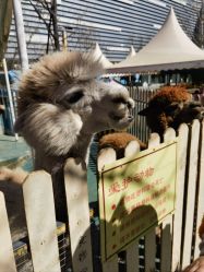 -萌宠亲子动物乐园(槐房万达店)