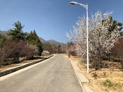 -北京鹫峰国家森林公园