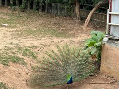 -深圳野生动物园
