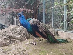 -黔灵山公园