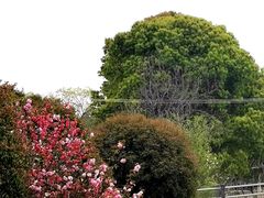 -南汇桃花村