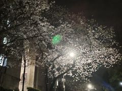 -武汉大学-樱园