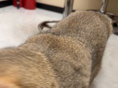-安安宠医宠物医院·异宠·犬猫内科(岳阳分院)