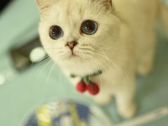 -鼓捣猫呢主题猫咖店