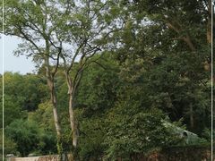 -南京老山国家森林公园