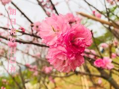 -天适樱花悠乐园