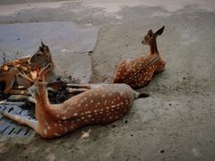 -东莞香市动物园