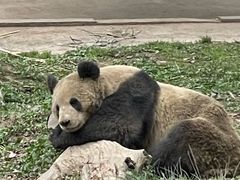 -中国大熊猫保护研究中心雅安碧峰峡基地