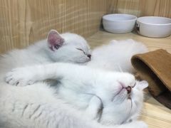 -屋虎猫馆(宝安大仟里店)
