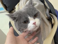 -北京观赏动物医院·24小时大型综合·猫专科·异宠专科