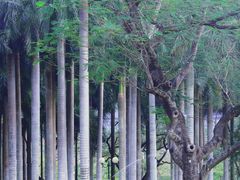 -莲花山公园