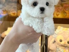 -萌宠之家·腊肠犬·马尔泰·小体犬舍