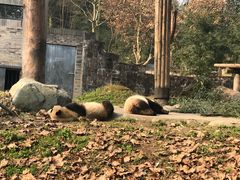 -都江堰中华大熊猫苑