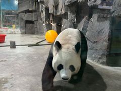 -栾川竹海野生动物园