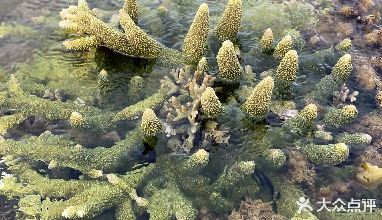 酷爱赶海每次都有不同的收获后海村码头是我常去打卡