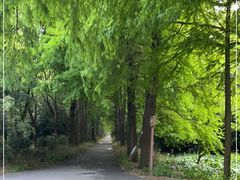 -上海滨江森林公园
