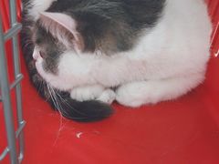 -北京赛佳动物医院