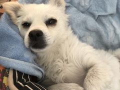 -瑞鹏动物医院宠美康(扬子江路分院)